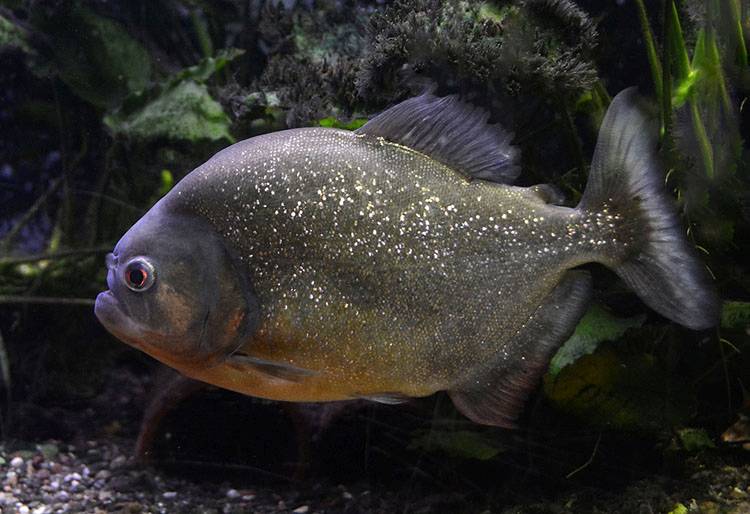 pirania ciekawostki o piraniach piranie informacje