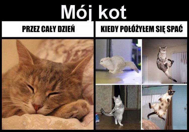 śmieszne obrazki o kotach mem kot humor 