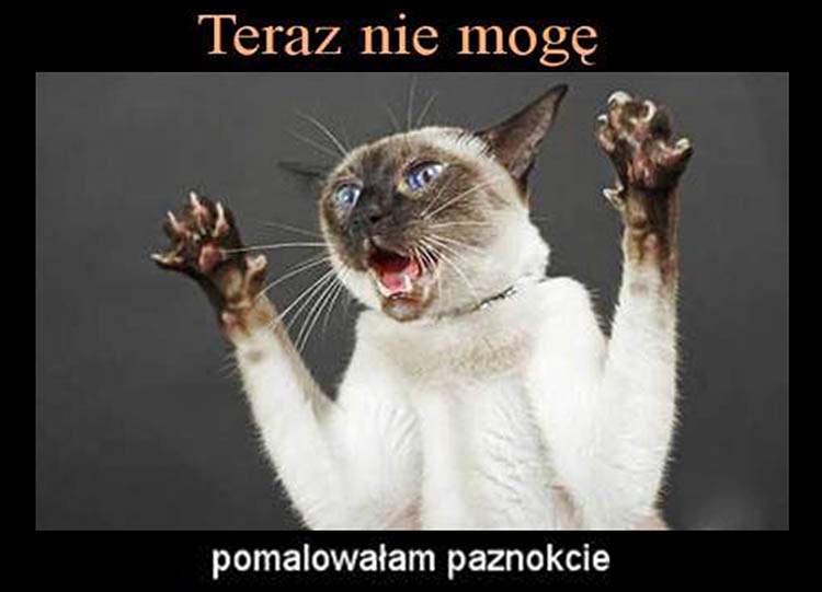 koty memy o kotach mem kot humor śmieszne obrazki
