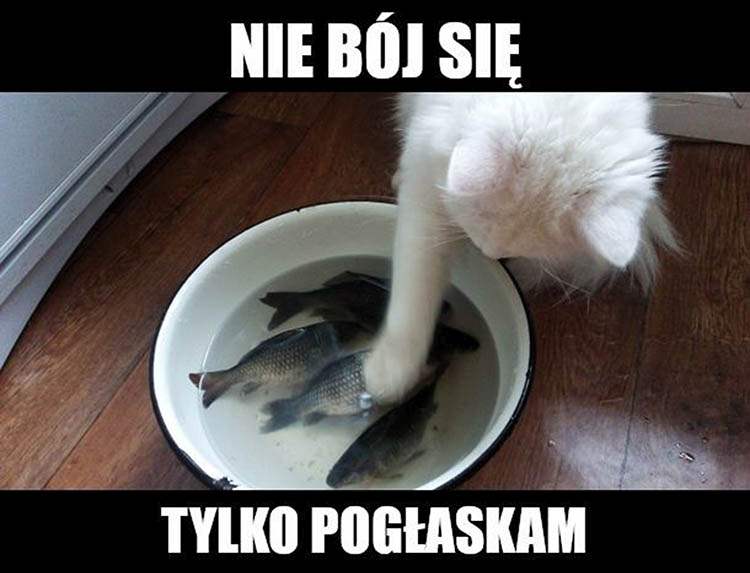 koty memy o kotach mem kot humor śmieszne obrazki