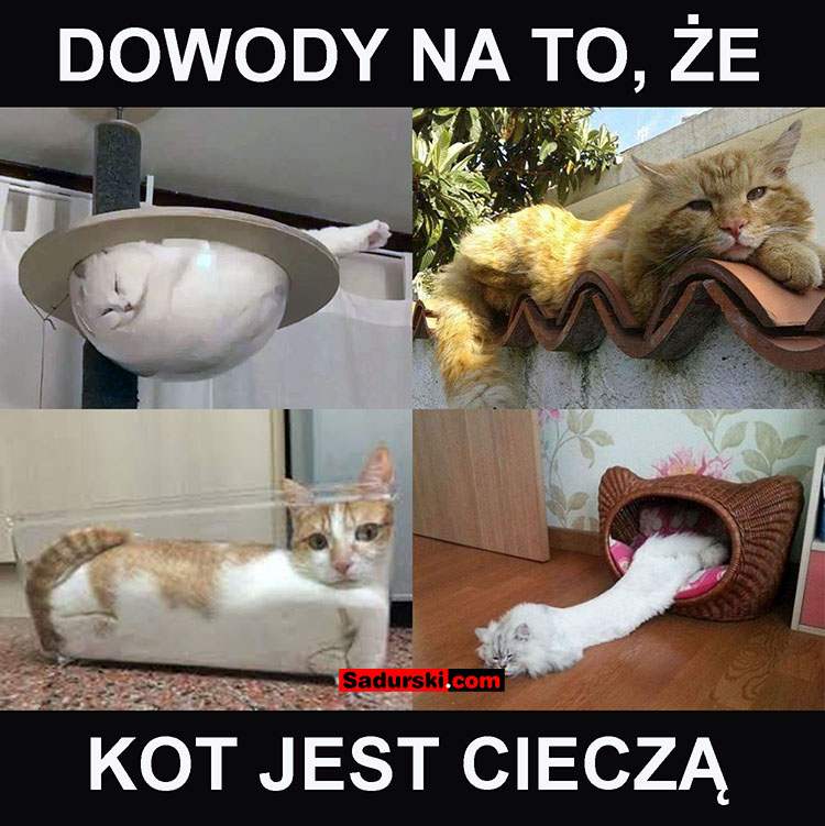 koty memy o kotach mem kot humor śmieszne obrazki