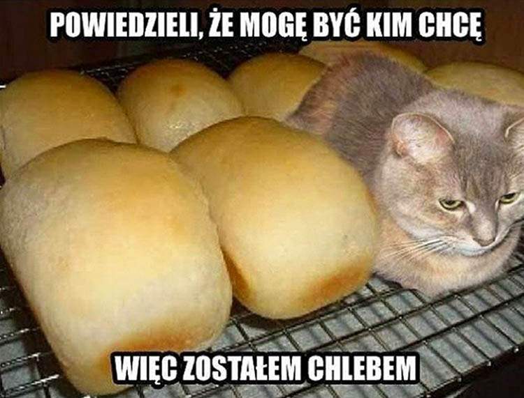 humor o kotach mem kot humor śmieszne obrazki