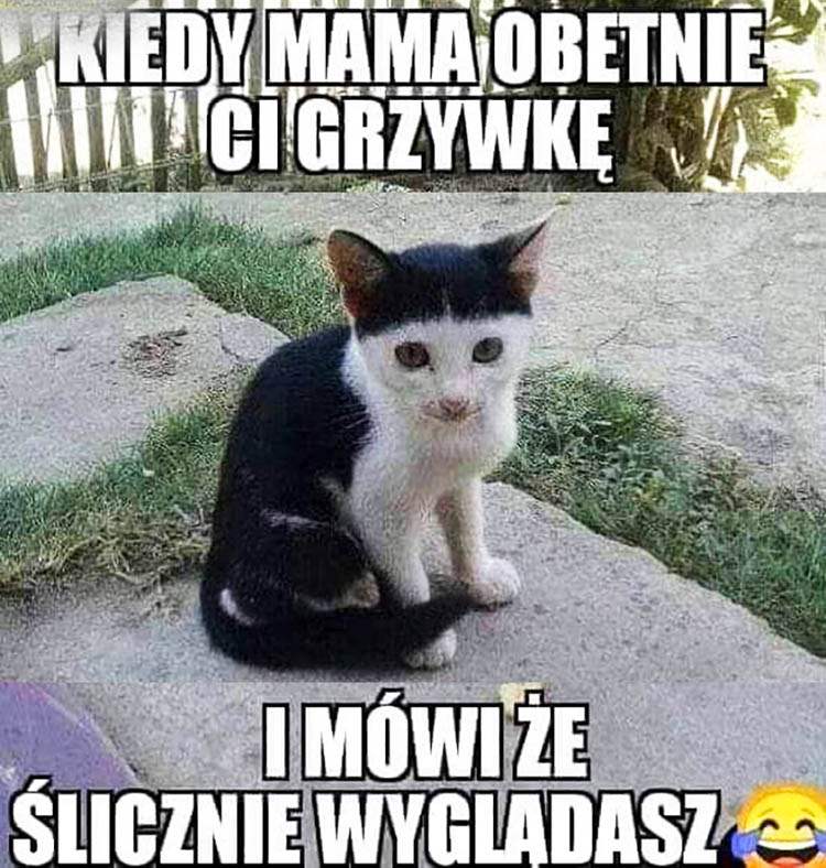 koty memy o kotach mem kot humor śmieszne obrazki