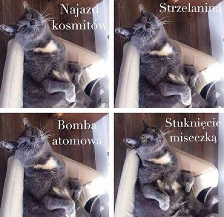 koty memy o kotach mem kot humor śmieszne obrazki