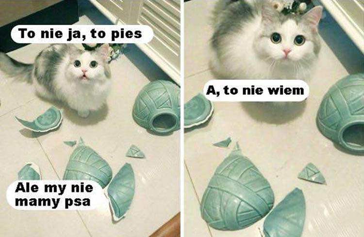 kot humor śmieszne obrazki o kotach 