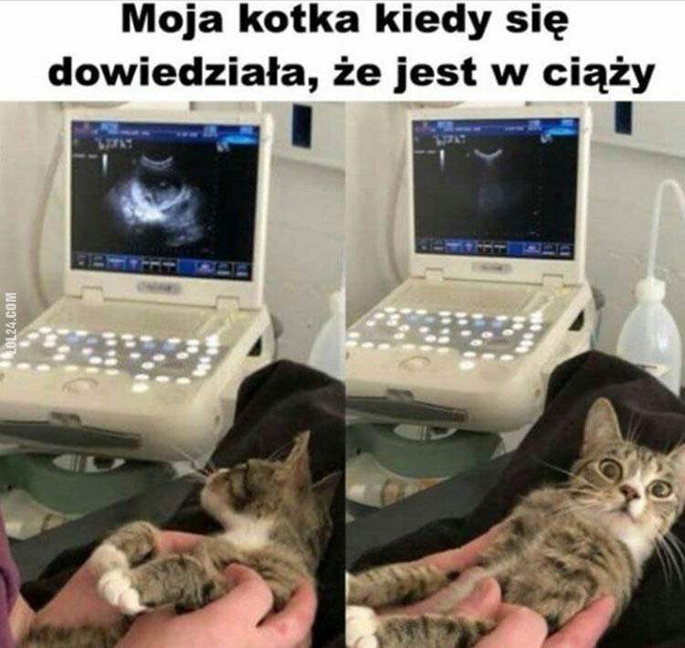 koty memy o kotach mem kot humor śmieszne obrazki