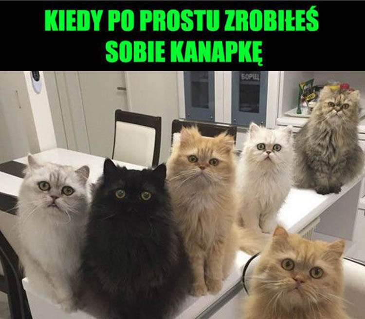 koty memy o kotach mem kot humor śmieszne obrazki
