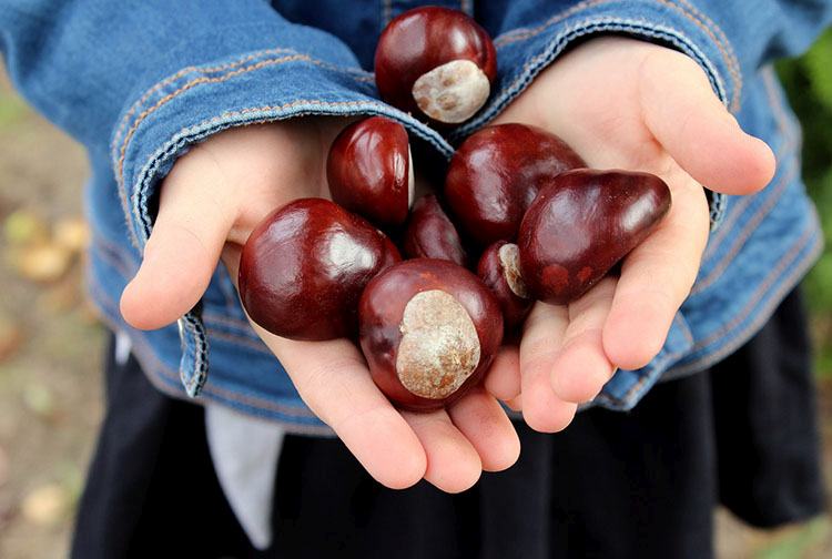 kasztan ciekawostki o kasztanach kasztany informacje jesień