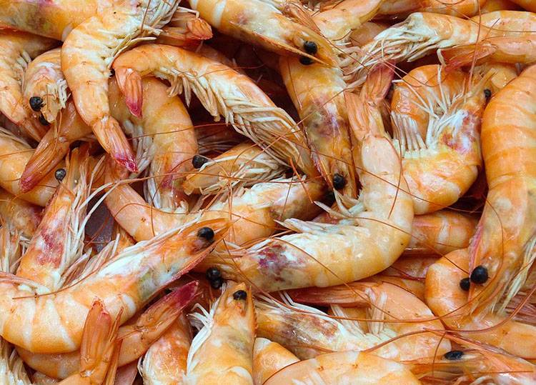 krewetki owoce morza ciekawostki o krewetkach krewetka