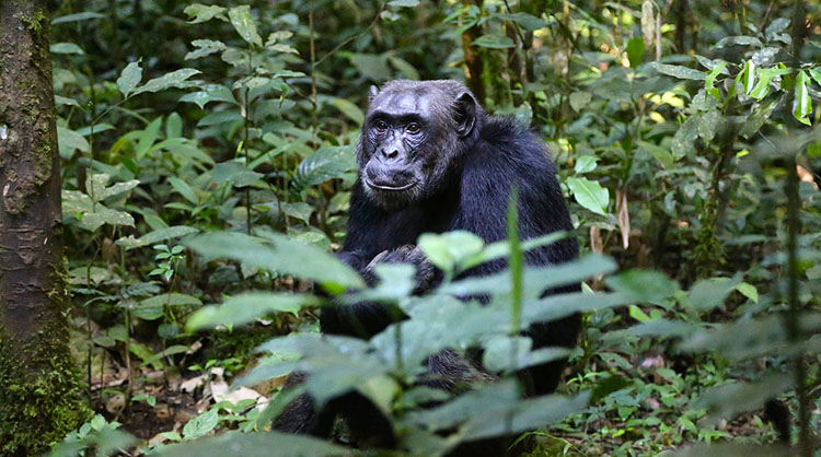 szympans Uganda ciekawostki atrakcje Afryka