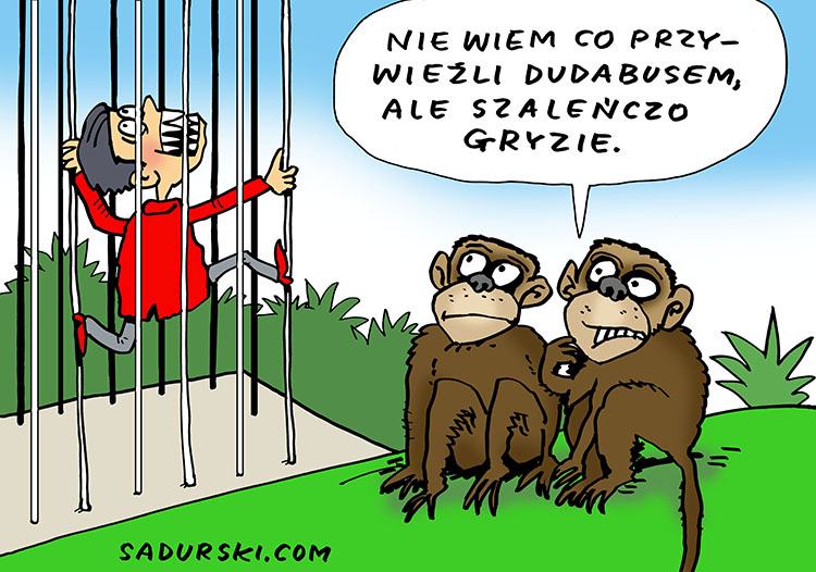 wybory 2020 kampania wyborcza humor prezydencka Andrzej Duda prezydent rysunki satyra