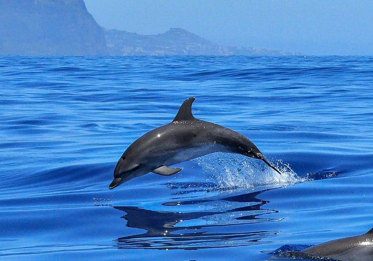 delfin delfiny koronawirus ciekawostki o koronawirusie