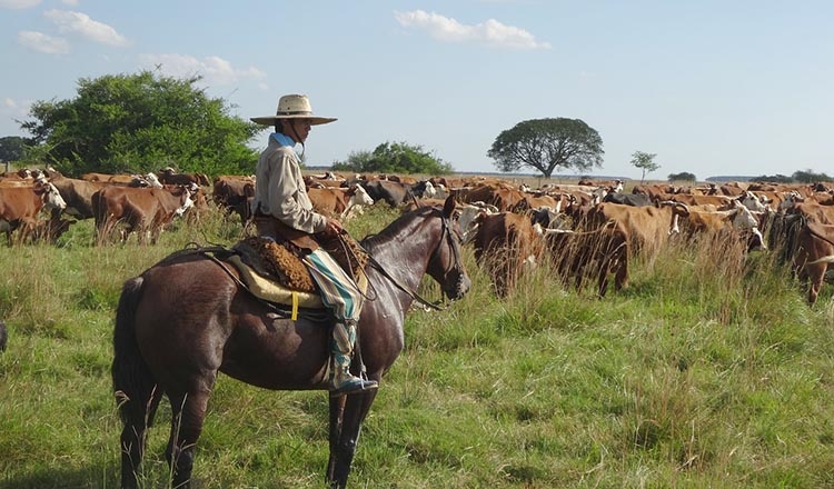 gaucho bydło Argentyna ciekawostki atrakcje podróże