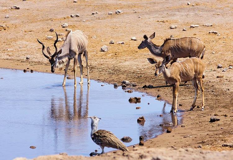 Namibia ciekawostki atrakcje Afryka