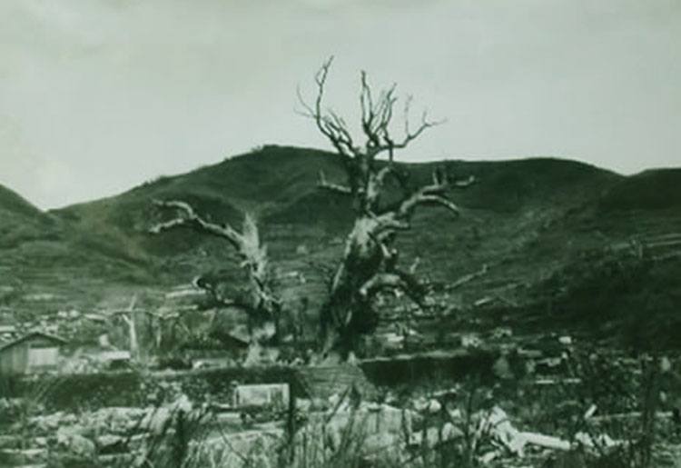 drzewa bomba wybuch miasto Nagasaki ciekawostki miasto Japonia Kiusiu
