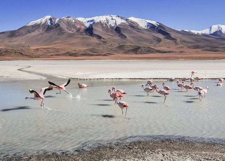 Salar de Yuni flamingi Boliwia ciekawostki atrakcje