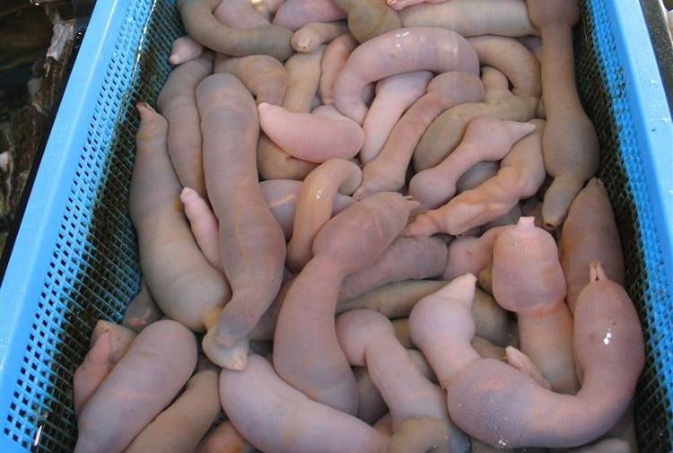 gaebul ryba penis urechis caupo ciekawostki