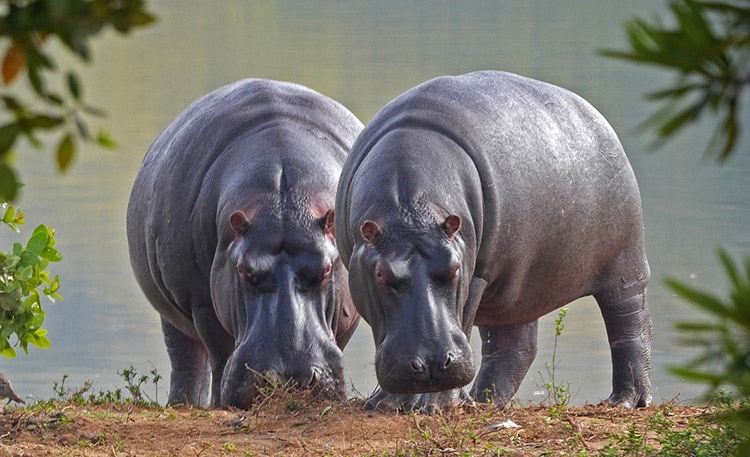 hipopotamy nilowe