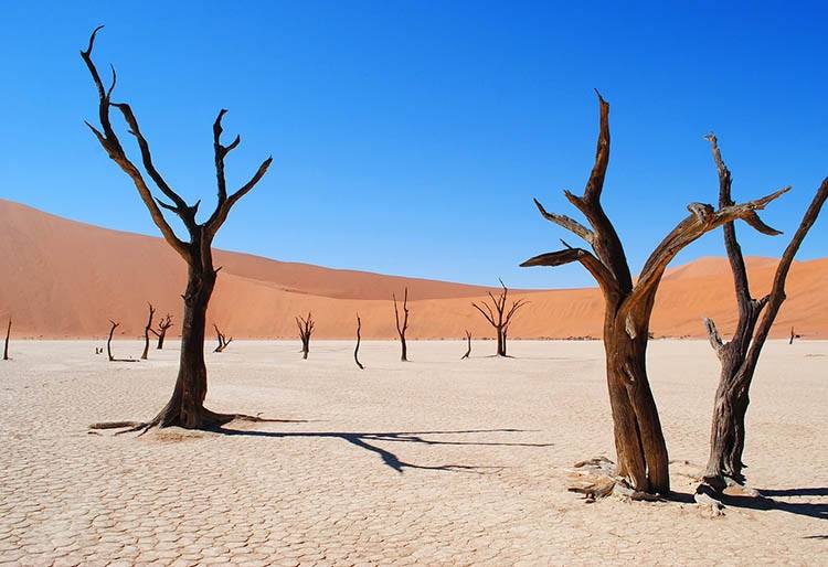 pustynia Deadvlei w Namibii afrykańskie atrakcje Afryka