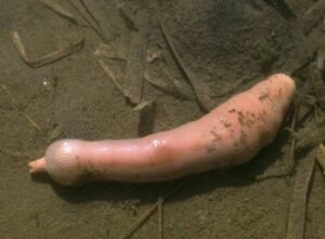 ryba penis urechis caupo ciekawostki