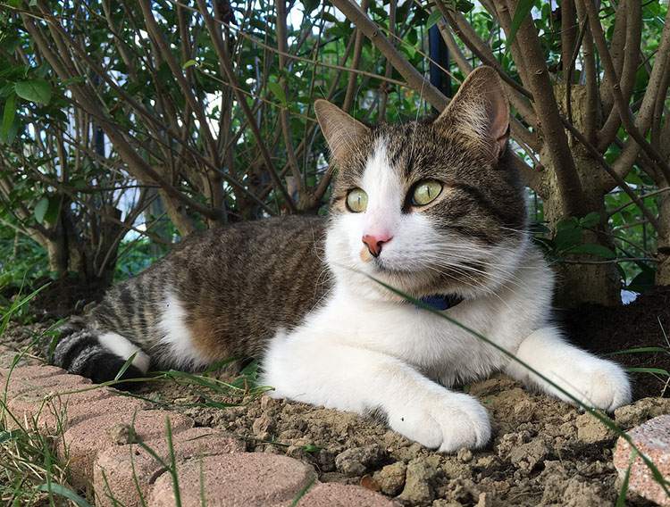Kocia wyspa ciekawostki Tashirojima Japonia koty