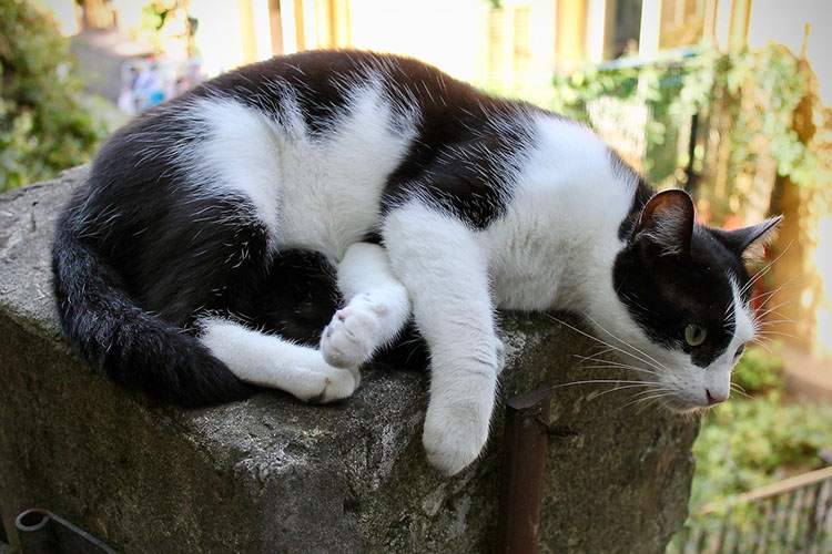 Kocia wyspa ciekawostki Tashirojima Japonia koty