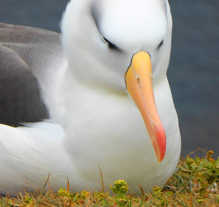 ptak albatros ciekawostki o albatrosach albatrosy