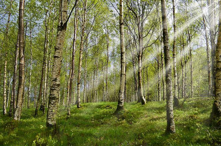 las park kleszcz ciekawostki borelioza kleszcze choroby