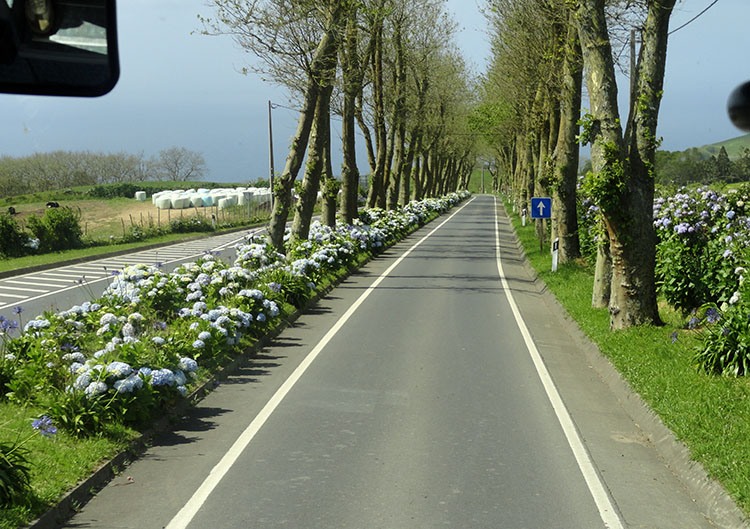 kwiaty hortensje Sao Miguel wyspy Azory ciekawostki atrakcje