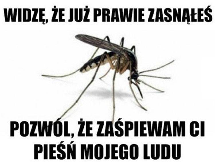 komar memy komary śmieszne obrazki humor