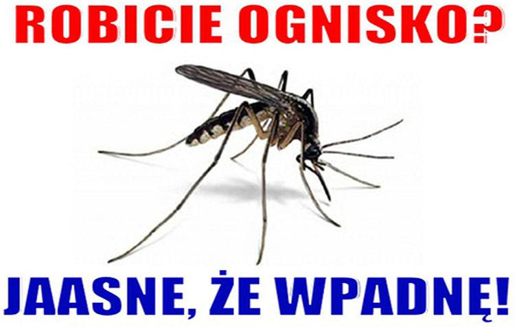 komar memy komary śmieszne obrazki humor