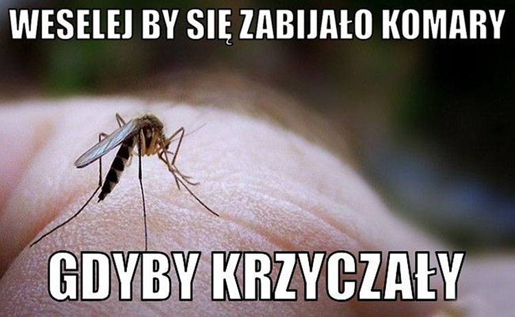 mem o komarze humor