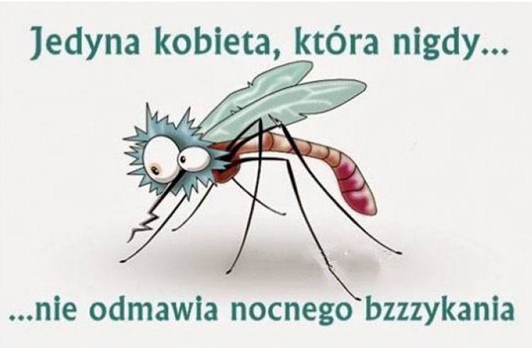 komar memy komary śmieszne obrazki humor