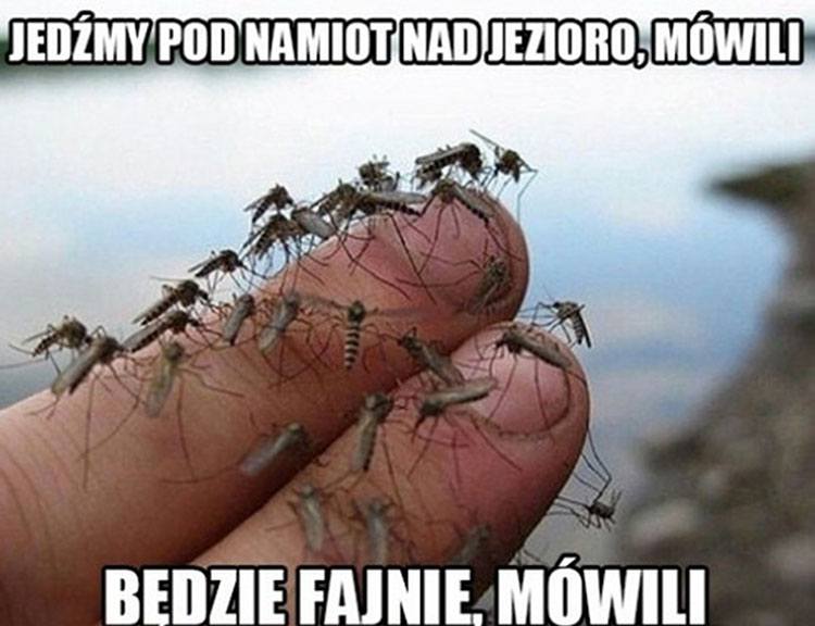 komar mem o komarach