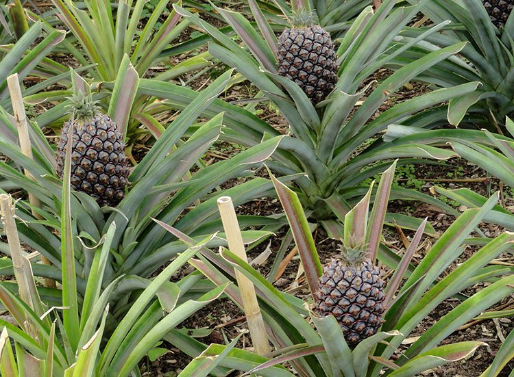 plantacja ananasy Sao Miguel wyspy Azory ciekawostki atrakcje