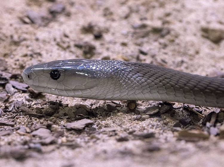 wąż czarna mamba ciekawostki informacje węże