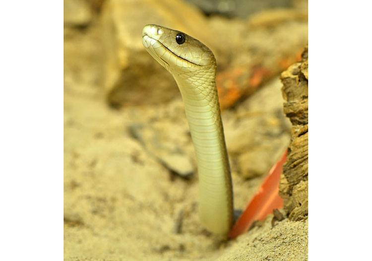 wąż czarna mamba ciekawostki informacje węże