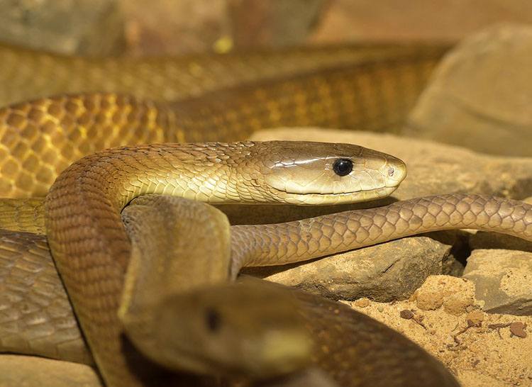 wąż czarna mamba ciekawostki informacje węże