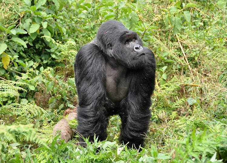 goryl Rwanda ciekawostki Afryka państwo informacje