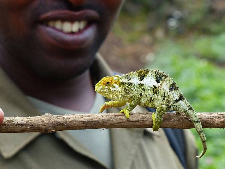 kameleon 
