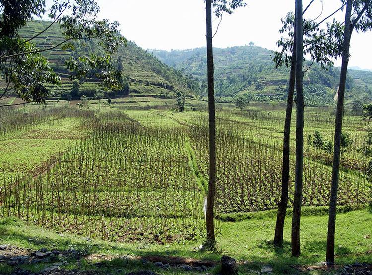 ryż Rwanda ciekawostki Afryka państwo informacje