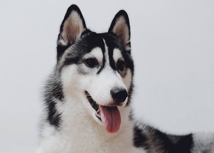Husky syberyjski pies rasy psów ciekawostki