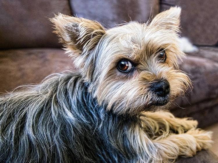 Yorkshire terrier pies rasy psów ciekawostki