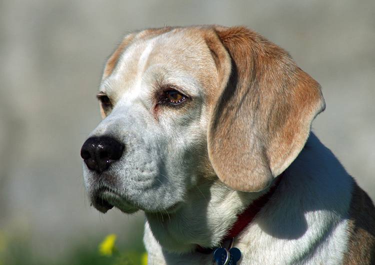 Beagle pies rasy psów ciekawostki
