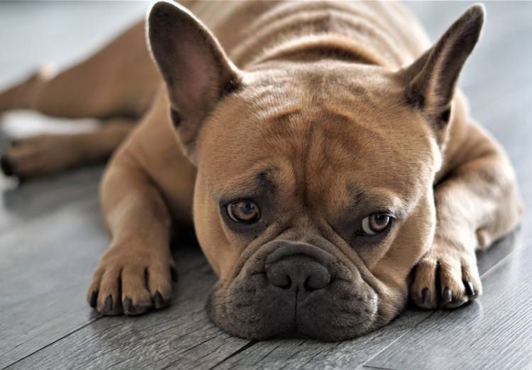 buldog francuski pies rasy psów ciekawostki