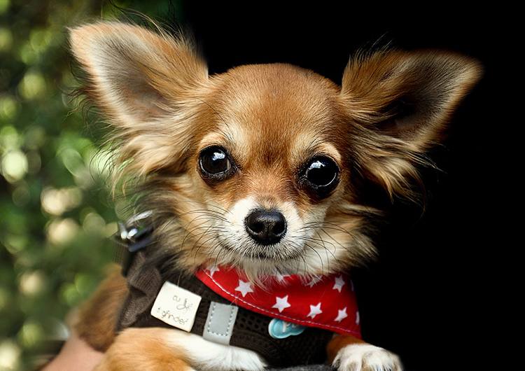 chihuahua pies rasy psów ciekawostki