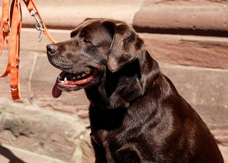 labrador retriever pies rasy psów ciekawostki