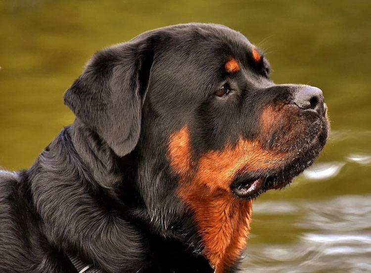 rotweiler pies rasy psów ciekawostki
