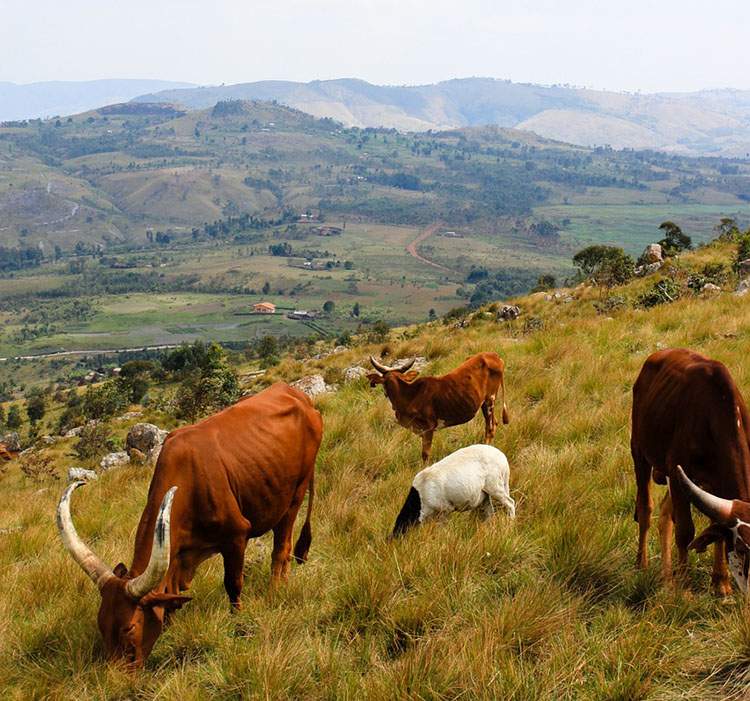 Burundi Afryka krowy góry