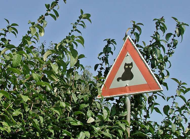 kot znak drogowy Polacy humor Polska dowcipy o Polakach żarty kawały